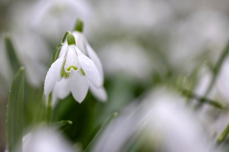 Snowdrops, Rococo Gardens, Painswick