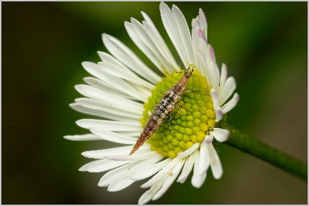 Lacewing Larvae ePhoto