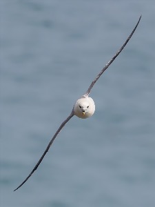Northern Fulmar