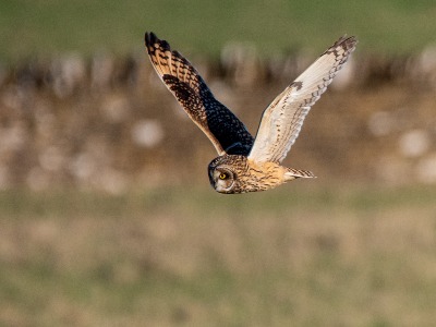 Short Eared Owl