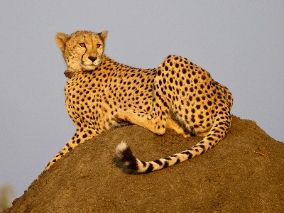 Matriarch
