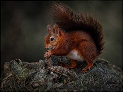 Red Squirrel with acorn