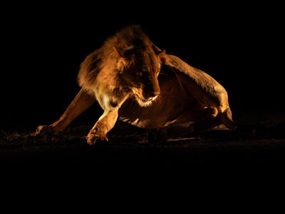 Lion Light