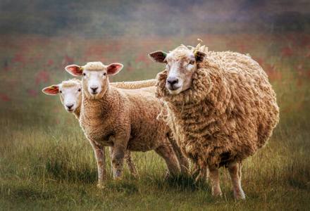 Rural Trio