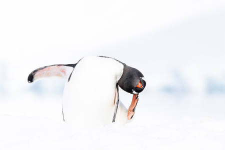 Penguin pilates