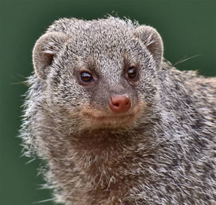 Mongoose on the lookout