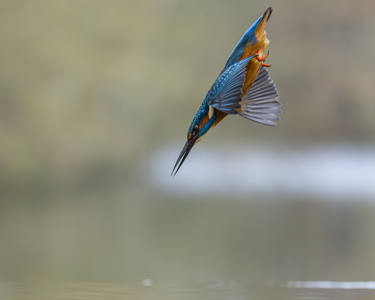 Kingfisher