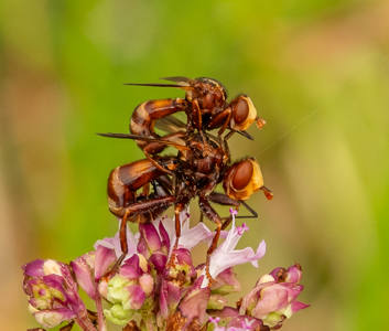 Mating Thick-headed Flies Sicus