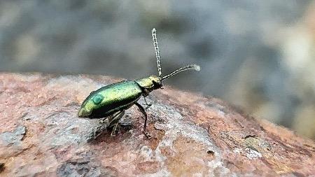 It’s a bug’s life! 