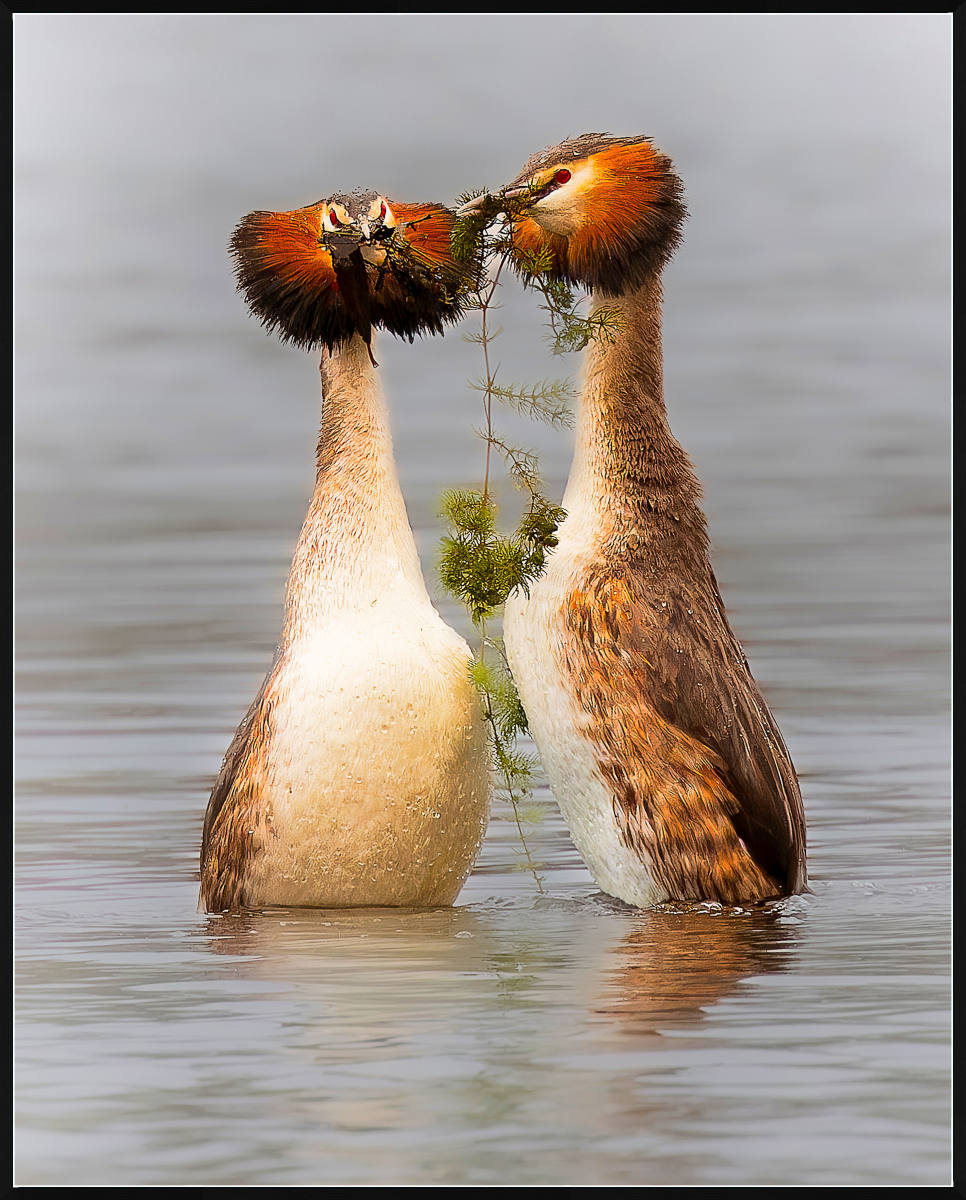 The Proposal by James McKee The Proposal