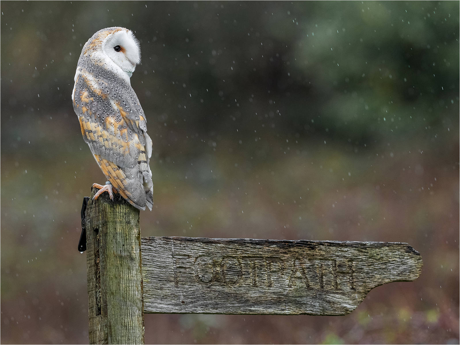 Owl Rain