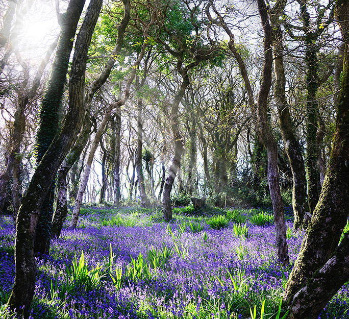 Bluebells
