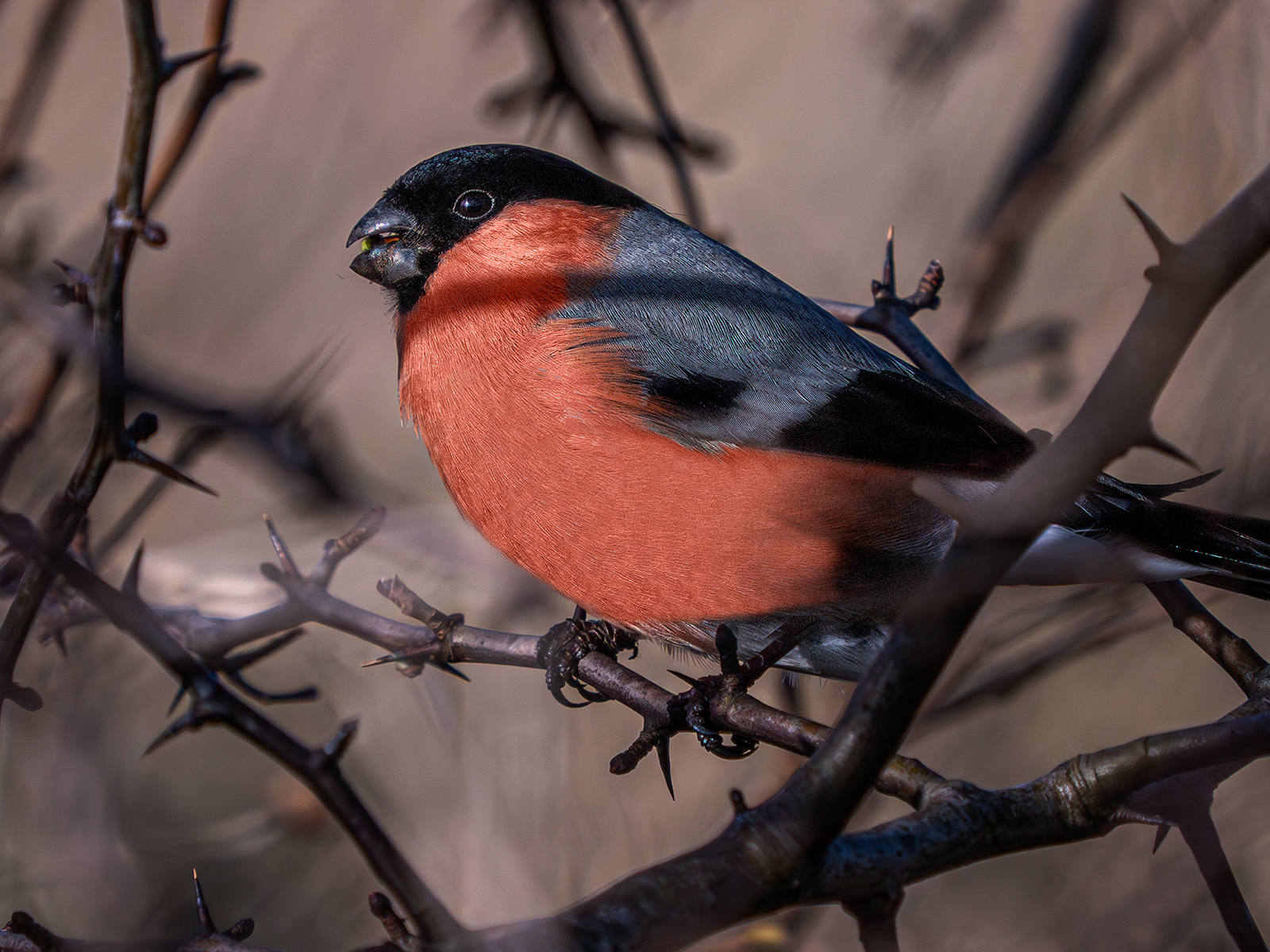 Bullfinch by Peter Draper Bullfinch
