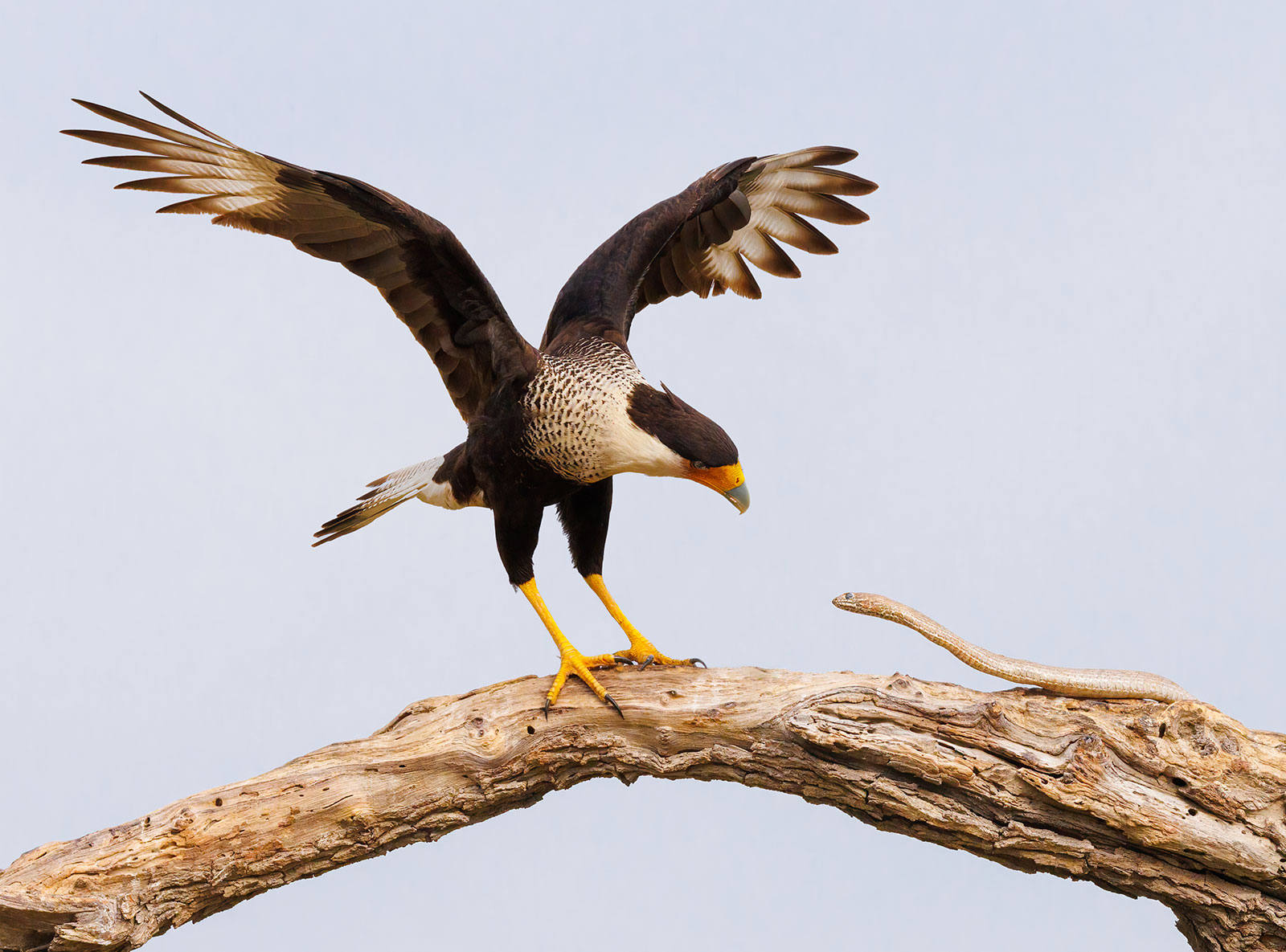 Crested Caracara and Coachwhip Snake