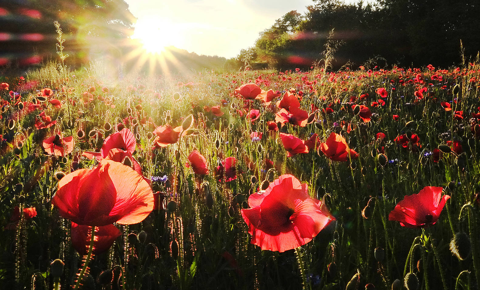 Poppies at Sundown by unknown Poppies at Sundown
