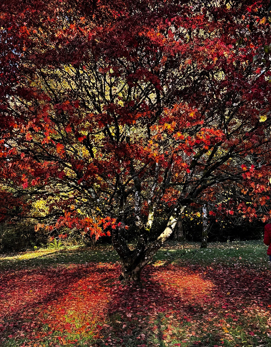 Autumn tree.