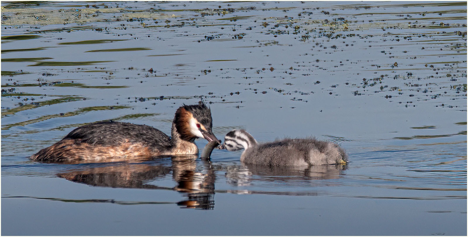 Grebe and chick