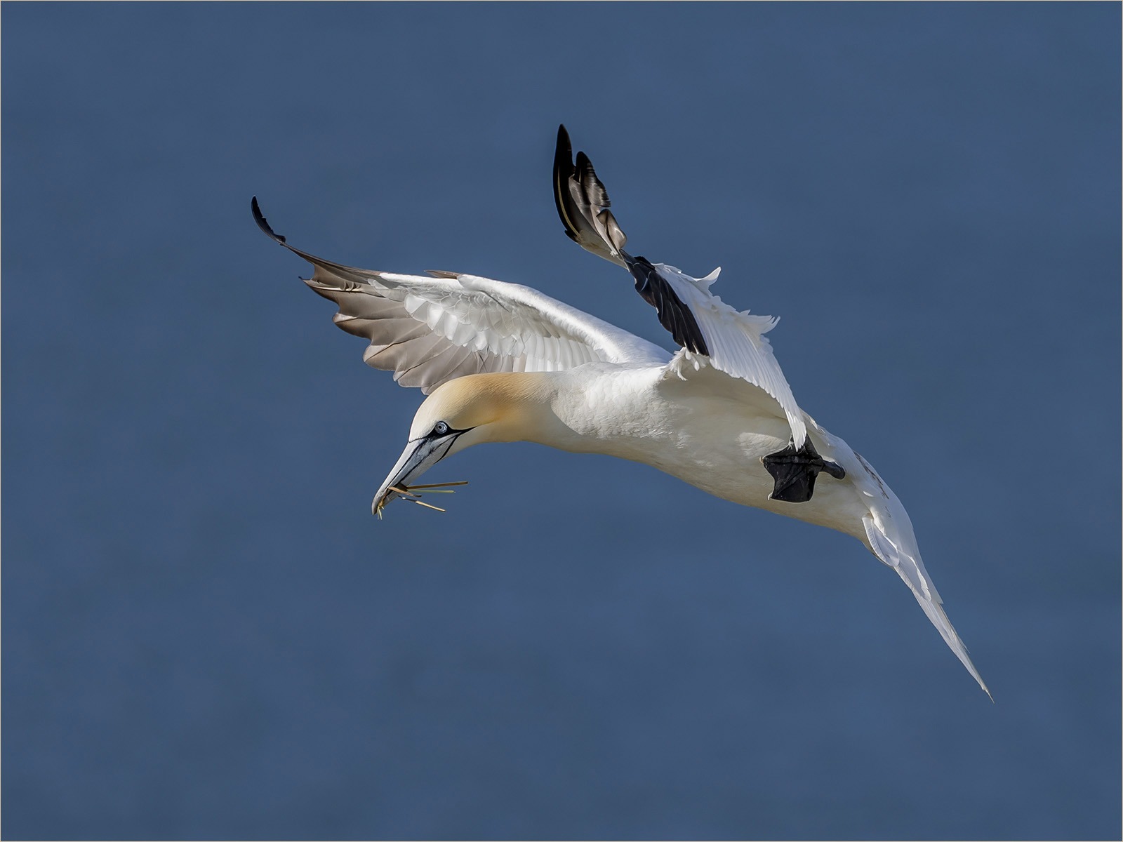Gannet