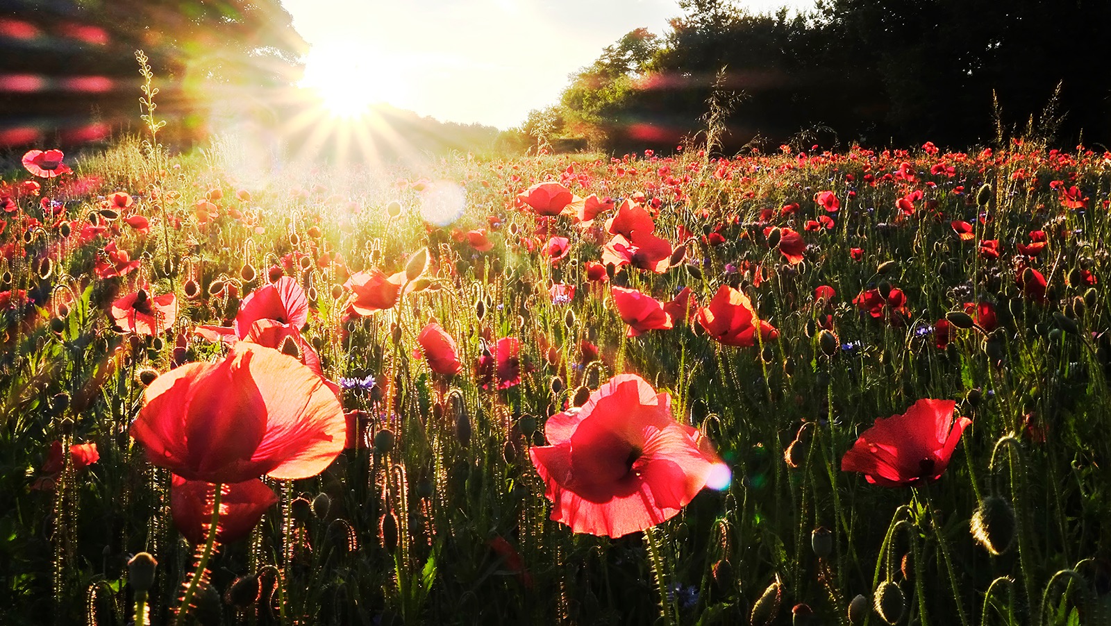 Poppies at sunset