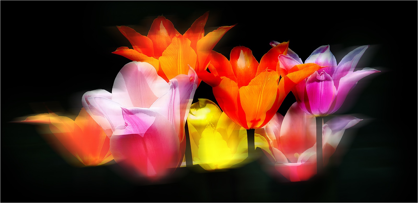 Dreamy Tulips akimbo