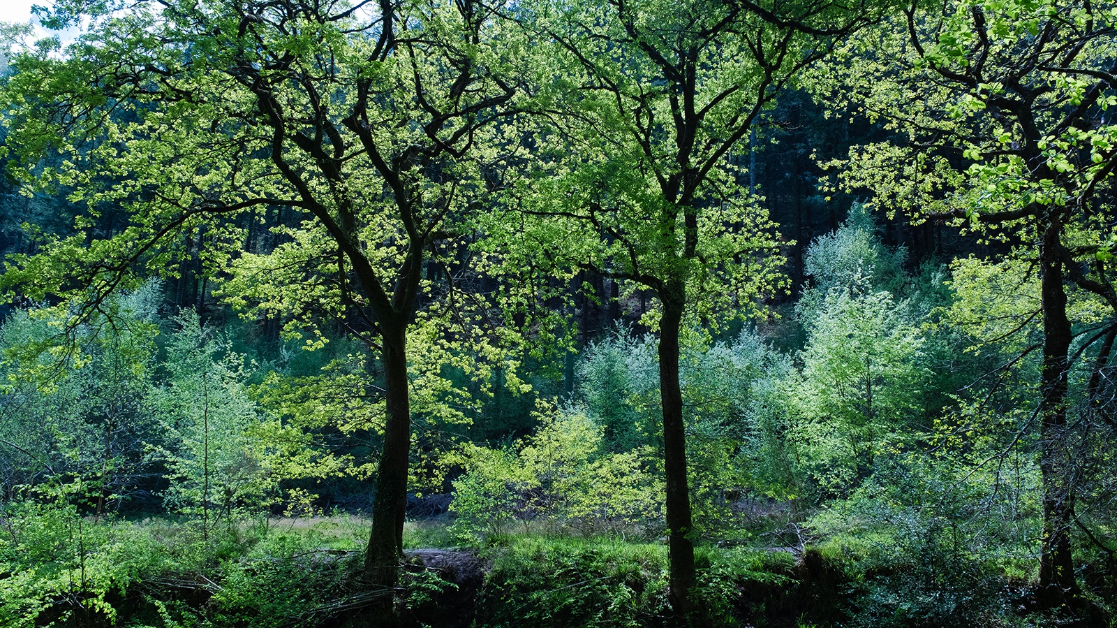 A symphony of trees