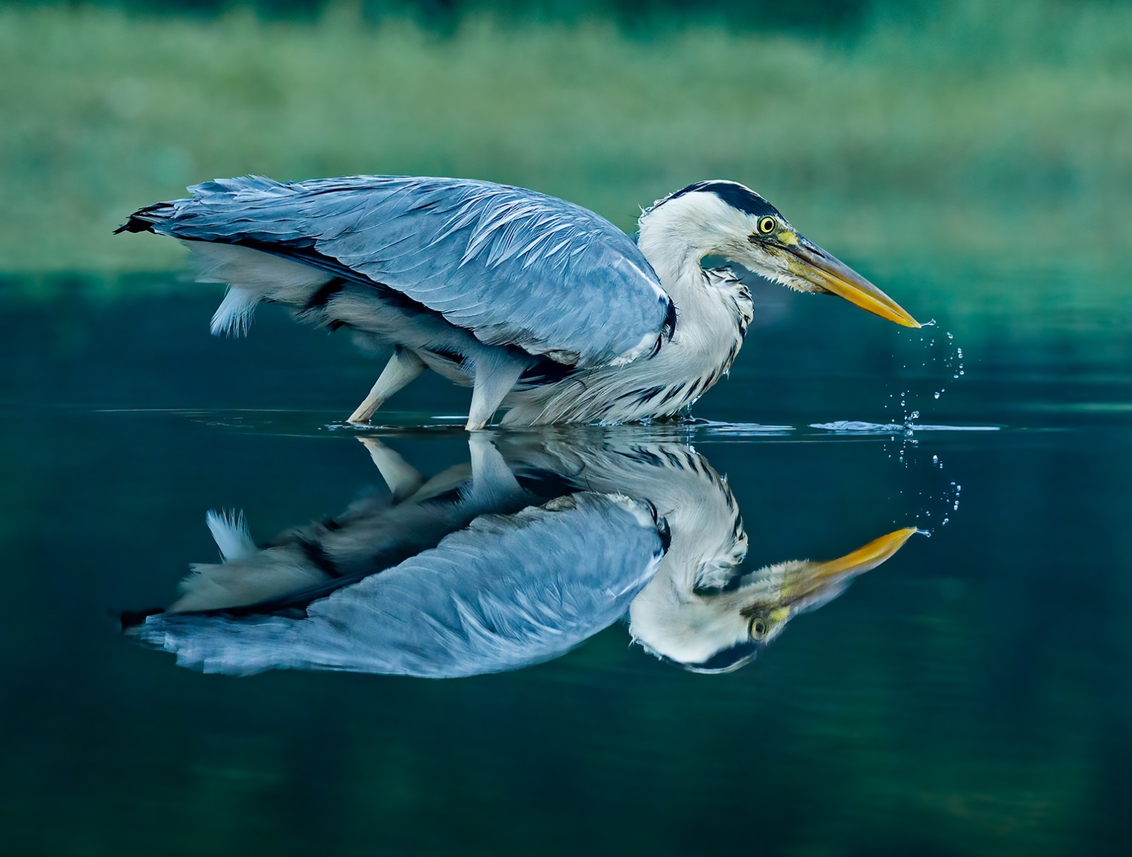 Heron reflection