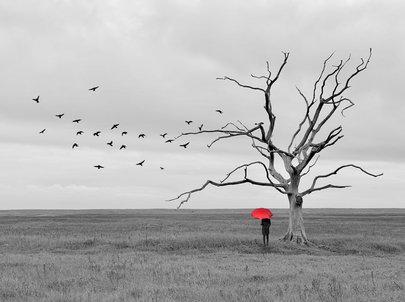 Porlock tree composite