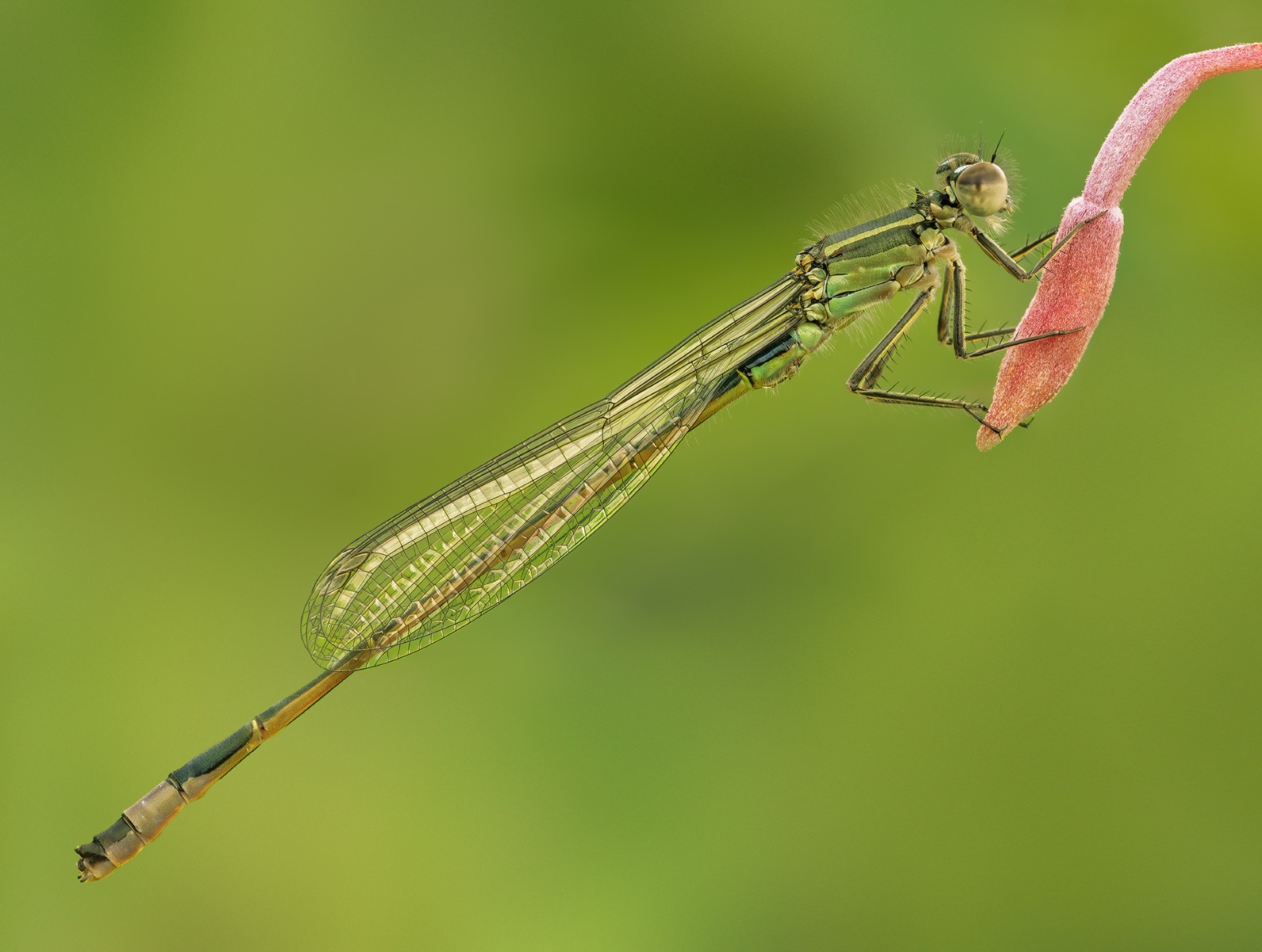 Resting damselfly