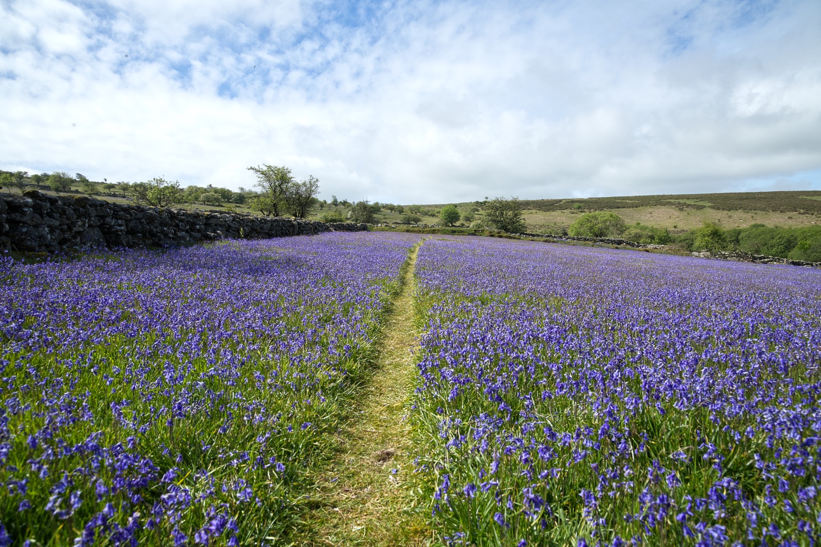 Bluebells 2