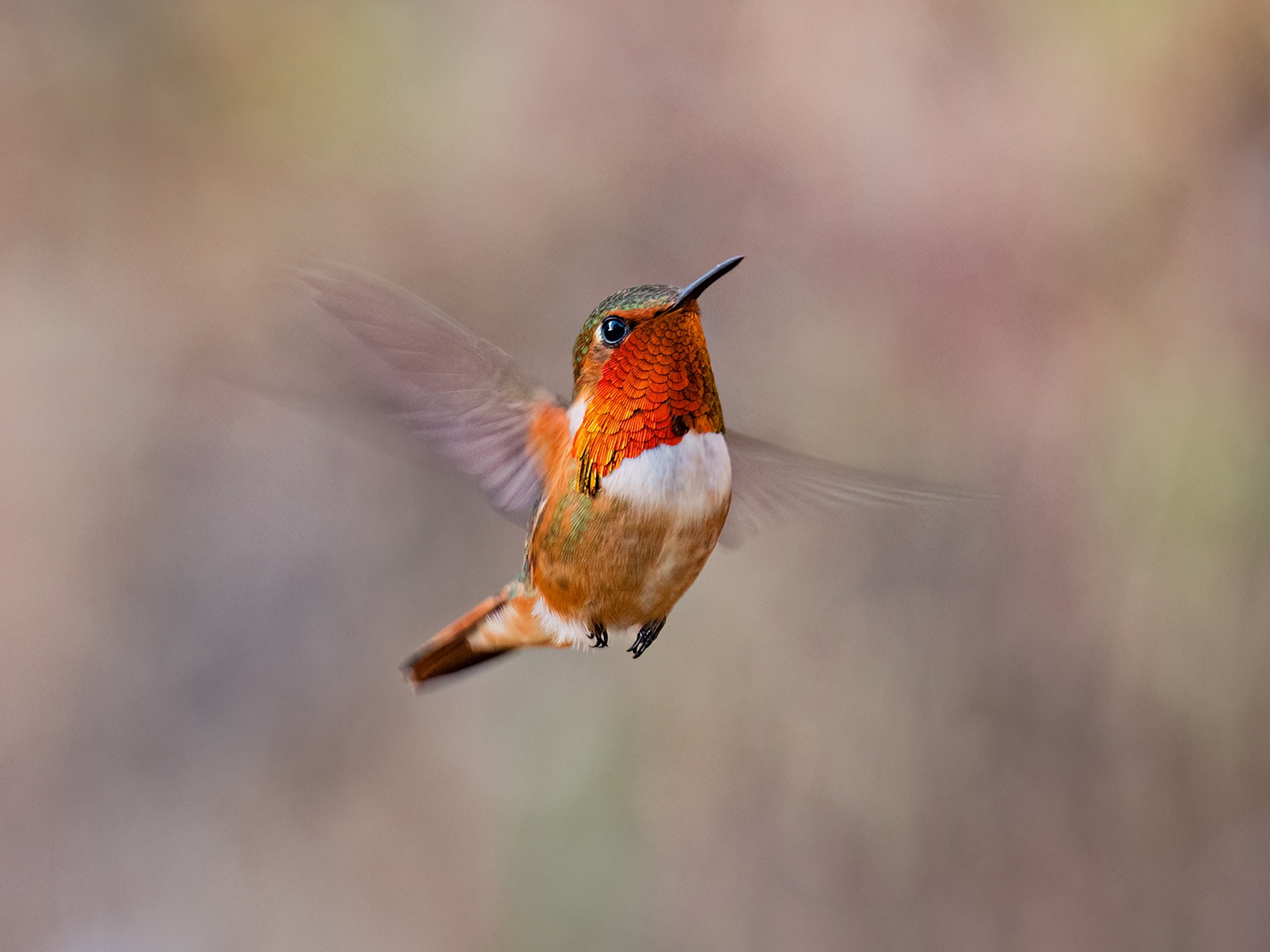 Scintillant Hummingbird