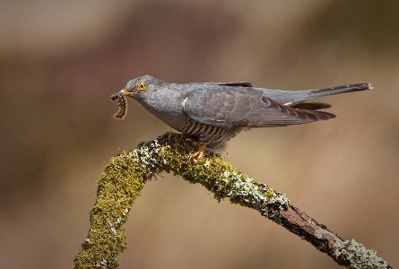 Cuckoo with caterpillar