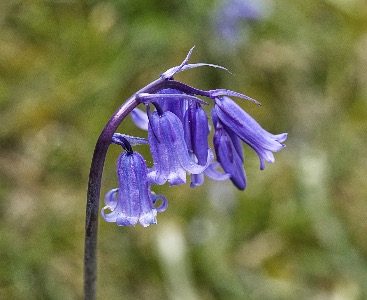 Bluebell 5