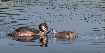 Grebe and chick