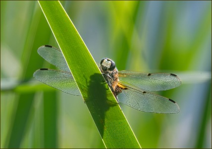 Four-spotted chaser
