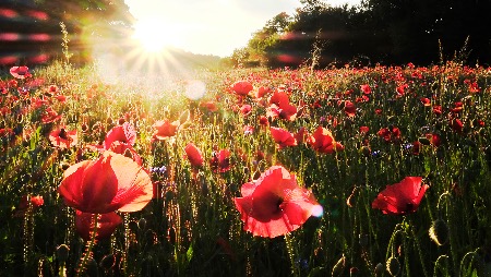 Poppies at sunset
