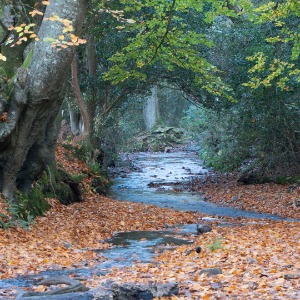 Holford Coombe