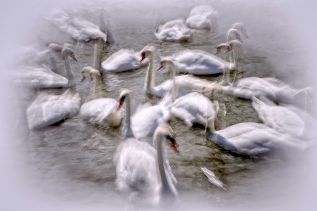 Swan Lake