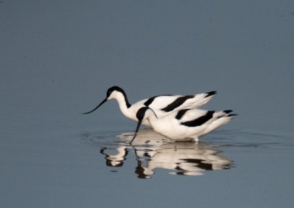 Avocets