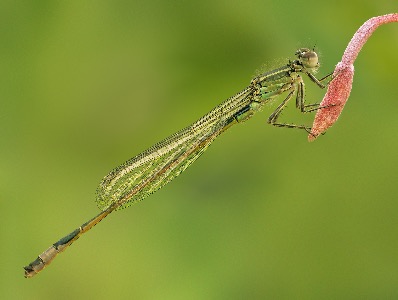 Resting damselfly