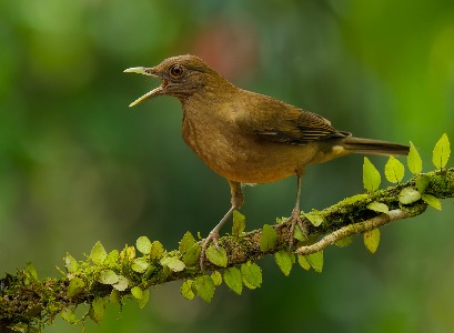 Raising the alarm