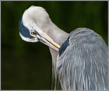 3rd - Grey Heron