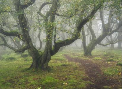 Highly Commended - Twisted Silver Birch