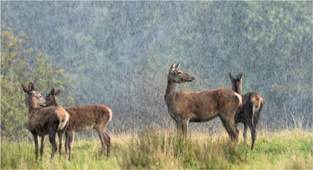 Highly Commended - Summer Rain