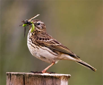2nd - Meadow Pipit Feeding