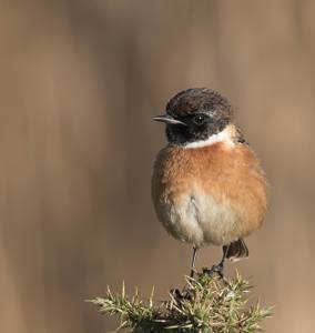 2nd - Stonechat