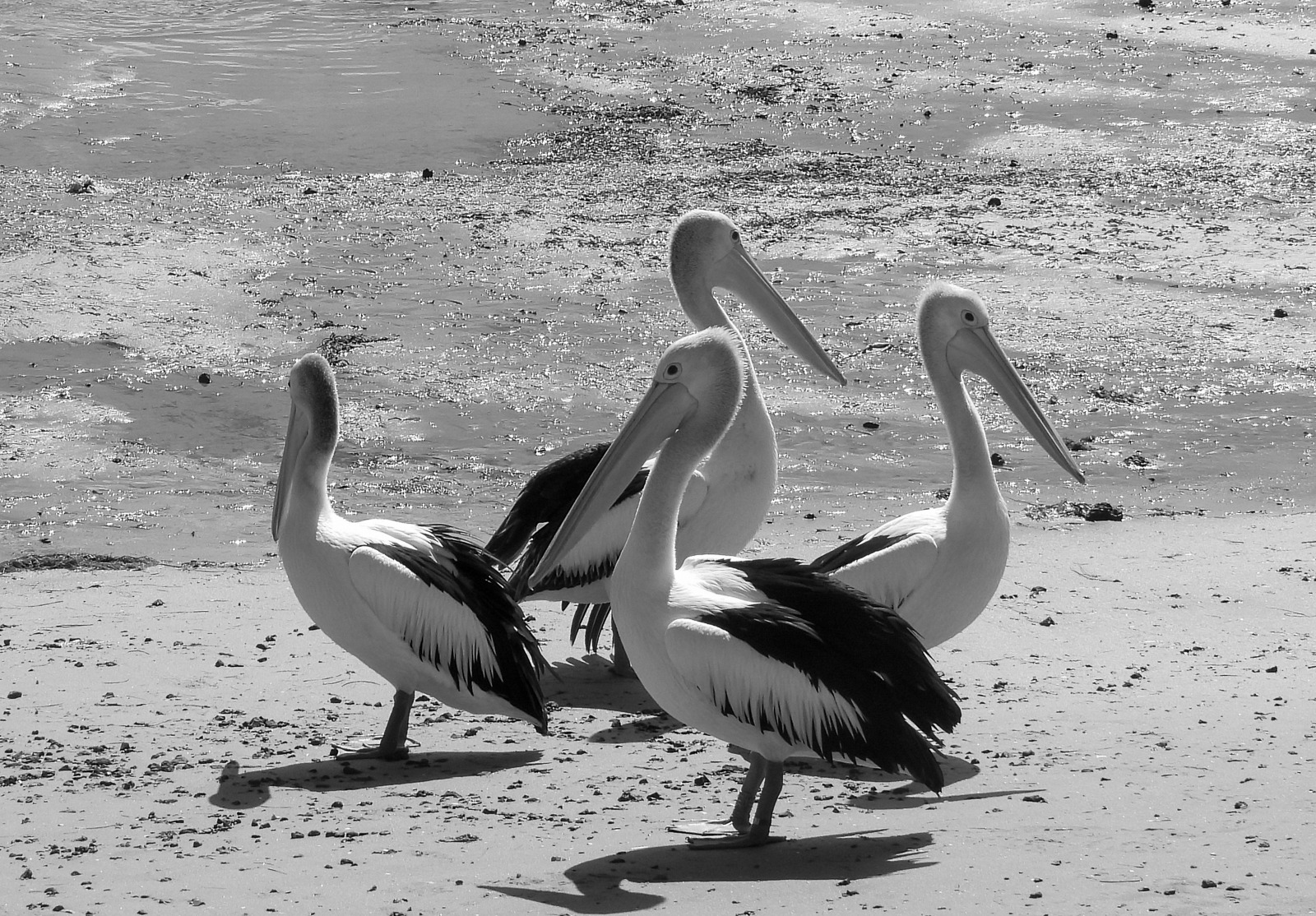 pelican posse