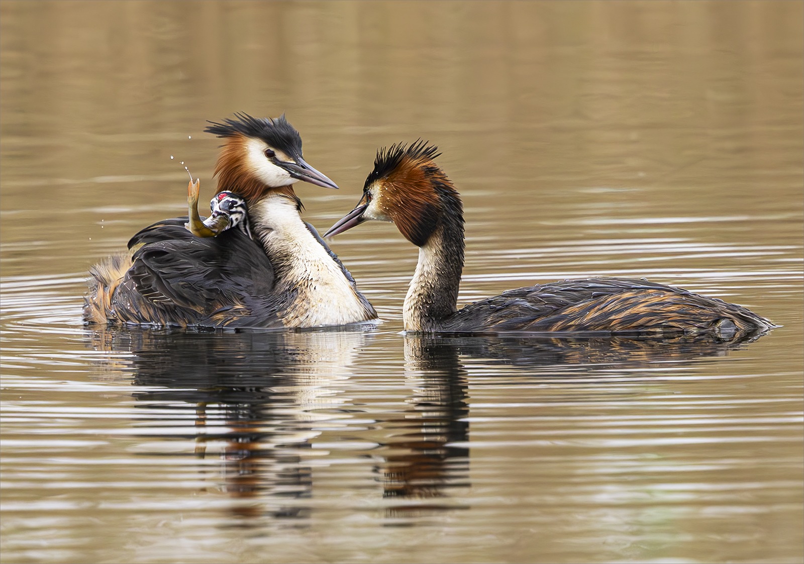 6 great crested grebes by Jeffrey Cummins 6 great crested grebes