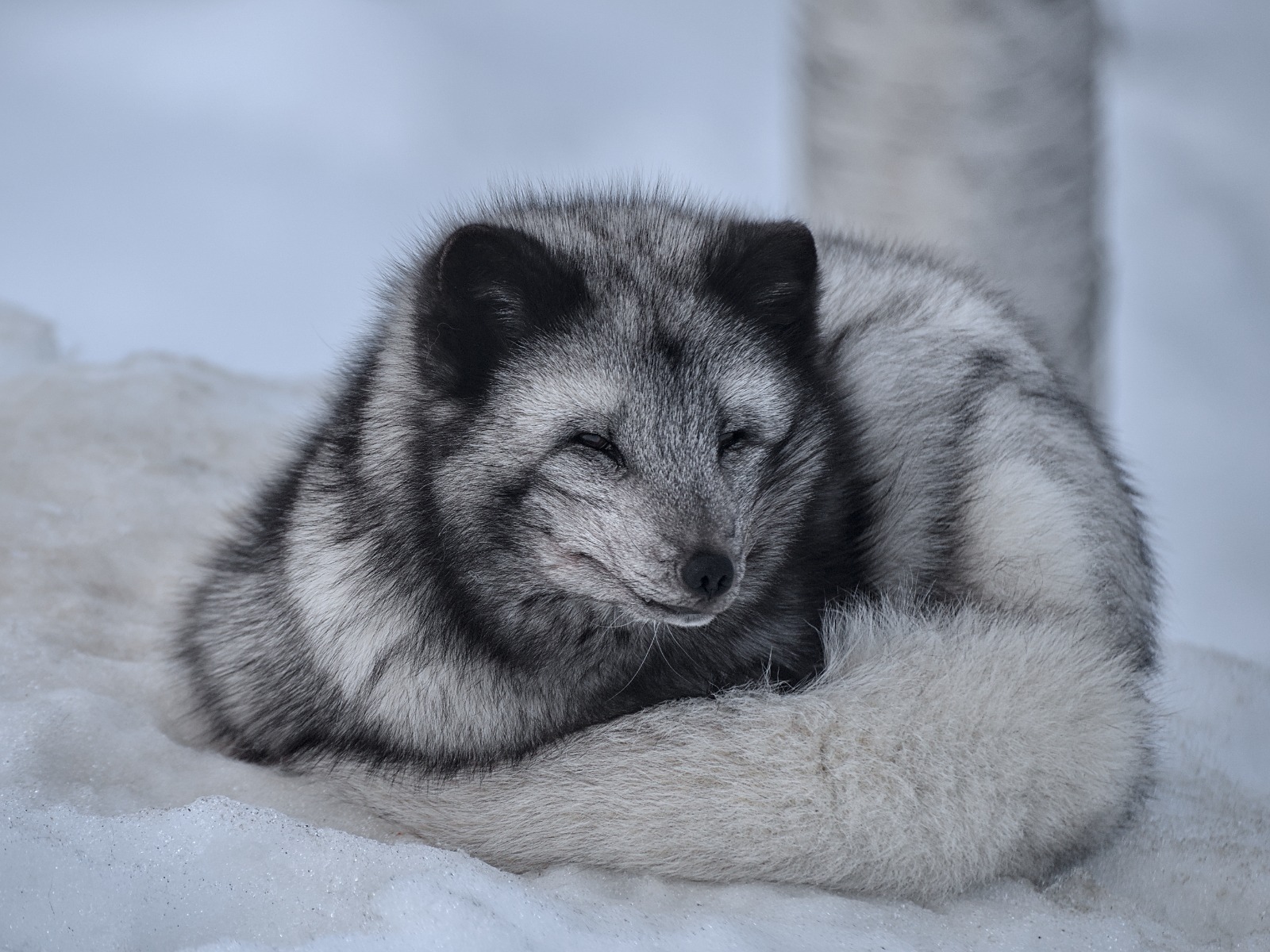 Arctic Fox