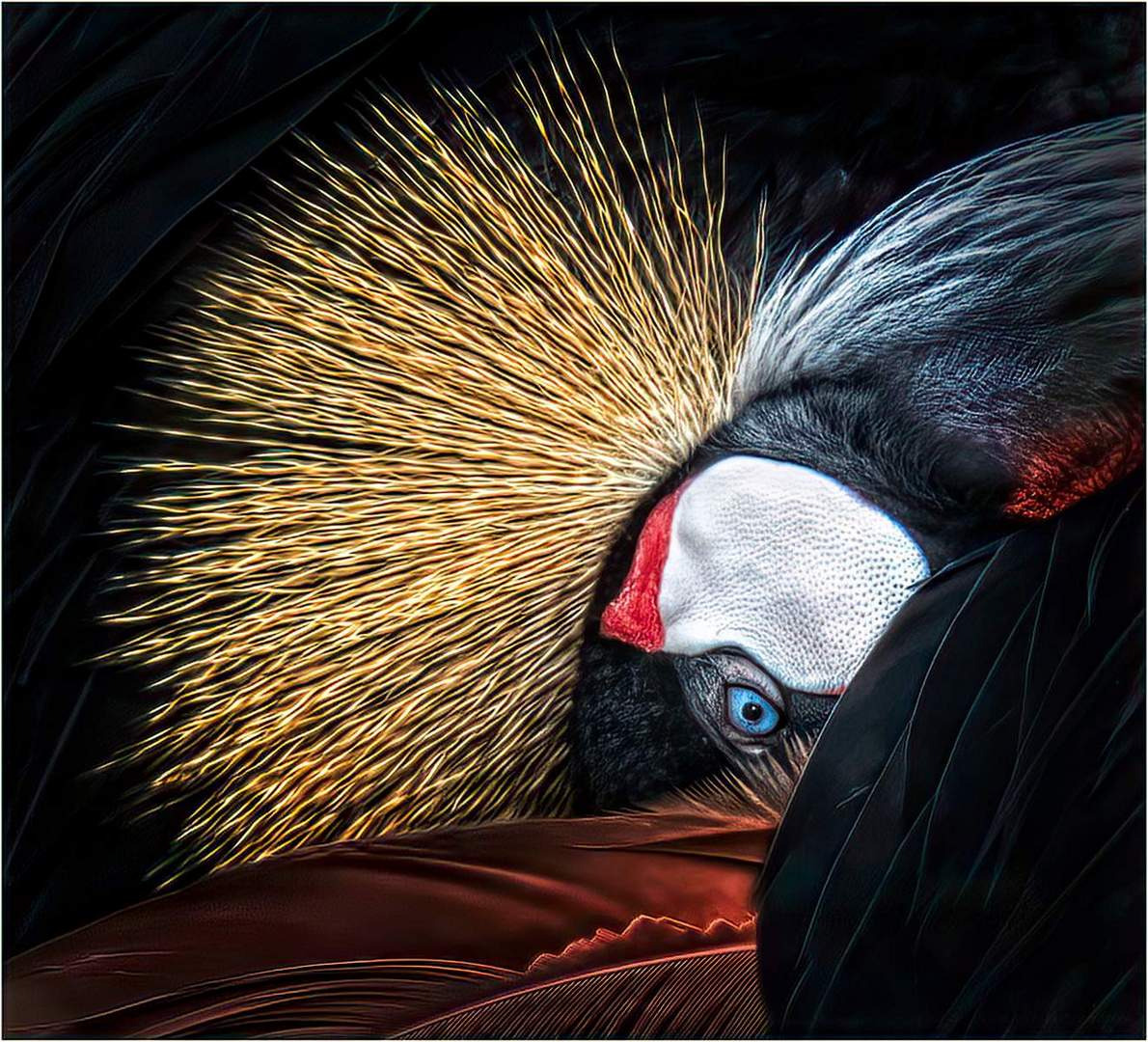 Crowned Crane by Peter Wells Crowned Crane