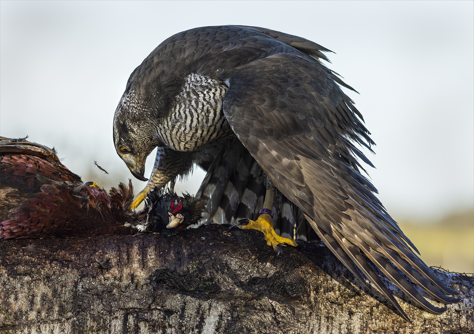 _Gos hawk with pheasant